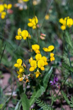 Nilüfer çiçeği tarlada