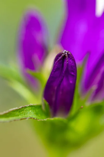 Campanula Glomerata Flower Growing Field Macro — Stock Photo, Image