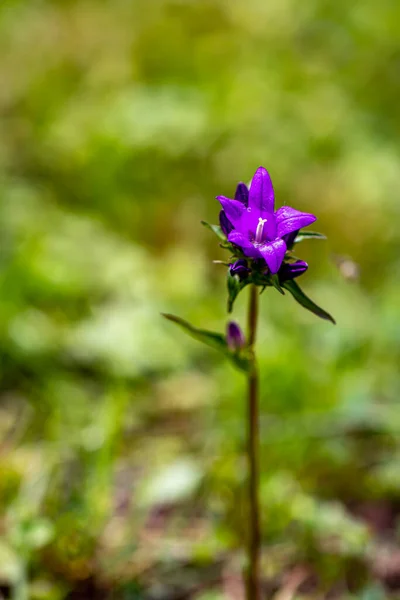 Квітка Campanula Glomerata Росте Полі Крупним Планом — стокове фото