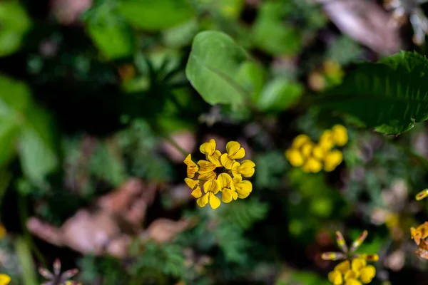 Lotus Corniculatus Blomma Fältet Närbild Skjuta — Stockfoto