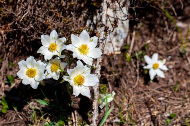 Dağlarda büyüyen Pulsatilla Alpina, yaklaş
