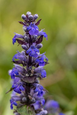Ajuga sürüngenleri tarlada çiçek açıyor, makro, yakın çekim.