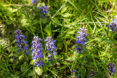 Ajuga sürüngenleri tarlada yetişiyor.