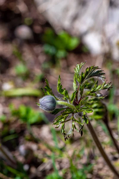 Pulsatilla Alpina Φυτό Στα Βουνά Κοντά — Φωτογραφία Αρχείου