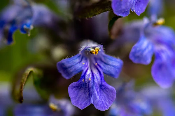 Ajuga Reptans Kwiat Rośnie Polu Makro — Zdjęcie stockowe