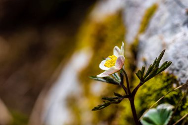 Ormanda Anemonoides Nemorosa çiçeği