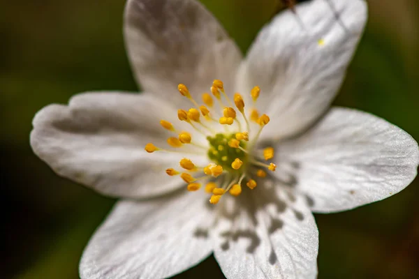 Anemonoides Nemorosa Blume Die Wald Wächst Aus Nächster Nähe — Stockfoto