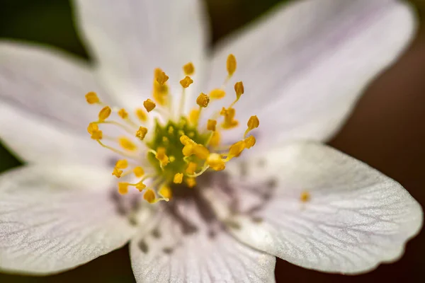 Anemonoides Nemorosa Blume Die Wald Wächst Makro — Stockfoto