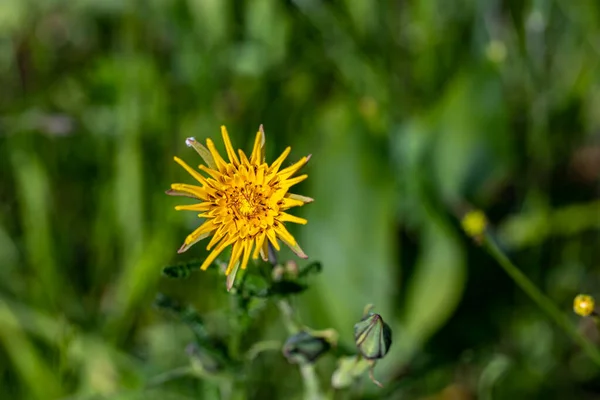 Tragopogon Pratensis Blume Wächst Feld Nahaufnahme Austrieb — Stockfoto