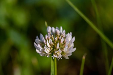 Trifolium çayırda çiçek açtığına pişman olur.