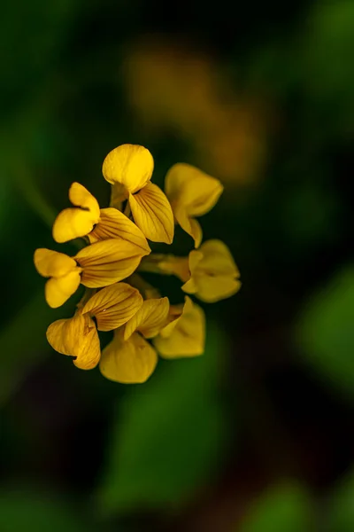 Flor Loto Corniculatus Creciendo Campo — Foto de Stock