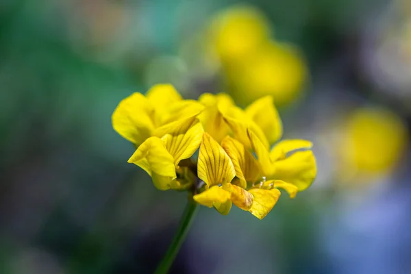 Lotus Corniculatus Λουλούδι Στον Τομέα Μακροεντολή — Φωτογραφία Αρχείου