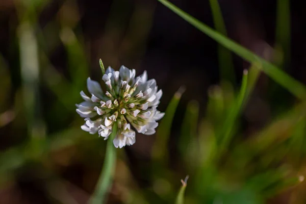 Trifolium Repens Fiore Nel Prato — Foto Stock