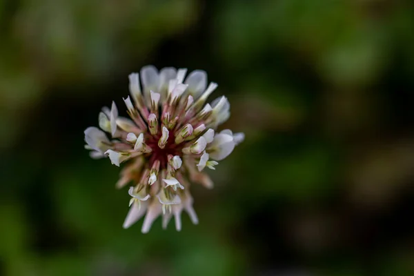 Trifólium Repens Virág Rét Makró — Stock Fotó