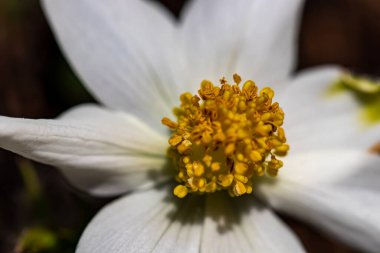 Dağlardaki Pulsatilla Alpina bitkisi, yakın çekim