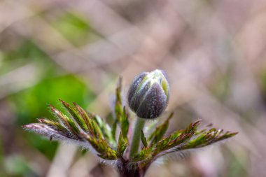 Dağlarda büyüyen Pulsatilla Alpina, yaklaş