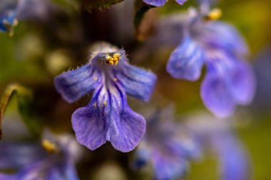 Ajuga sürüngenleri tarlada çiçek açıyor, makro.