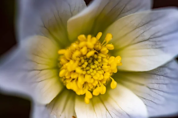 Pulsatilla Alpina Növekszik Hegyekben — Stock Fotó