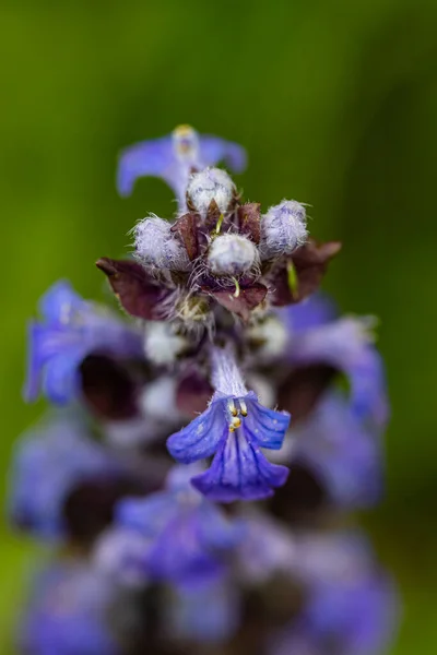 Ajuga Reptans Květ Poli Zavřít — Stock fotografie