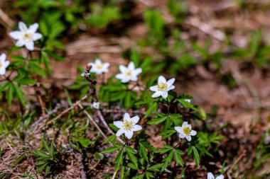 Ormanda büyüyen Anemonoides nemorosa çiçeği, makro