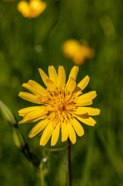 Tragopogon pratensis çiçeği tarlada büyüyor, makro