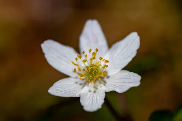 Anemonoides Nemorosa Blume Wald Makro — Stockfoto