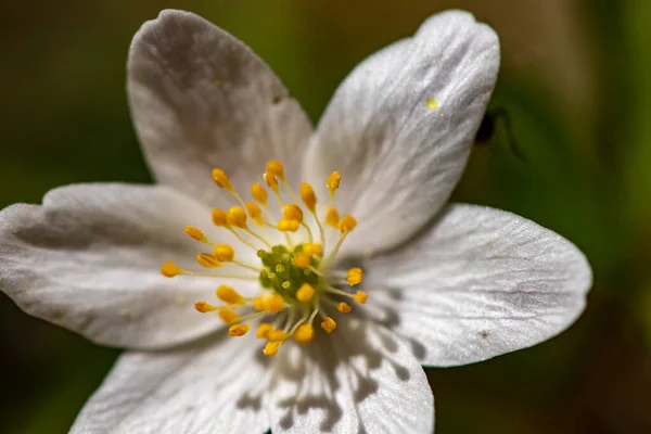 Anemonoides Nemorosa Blume Wächst Wald — Stockfoto