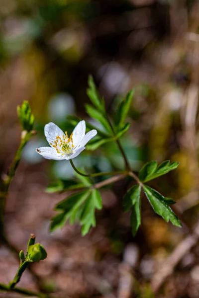 Anemonoides Nemorosa Virág Erdőben Közelről — Stock Fotó