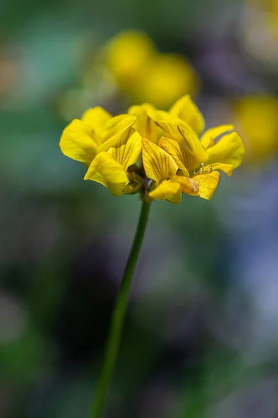 Lotus Corniculatus Λουλούδι Που Αναπτύσσεται Στο Πεδίο Κοντά — Φωτογραφία Αρχείου