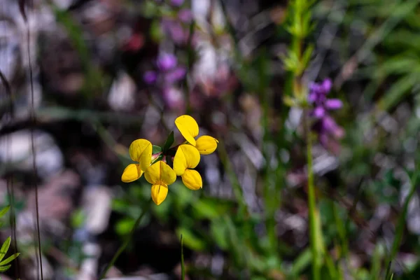 Lotus Corniculatus Flower Growing Field Close Shoot — Stock Photo, Image