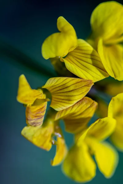 Lotus Corniculatus Fleur Poussant Dans Champ — Photo