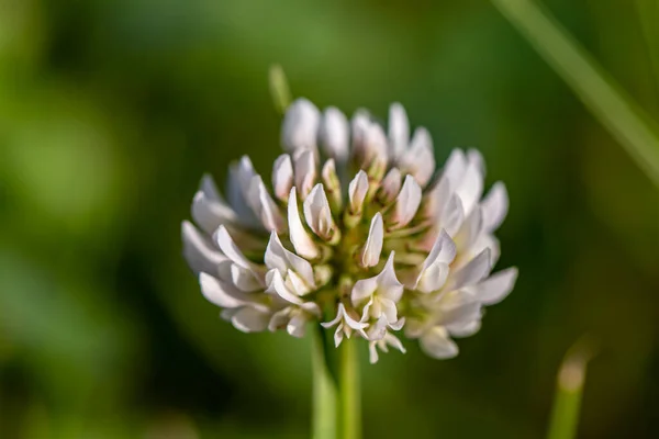 Trifólium Repens Virág Területen Közelről — Stock Fotó