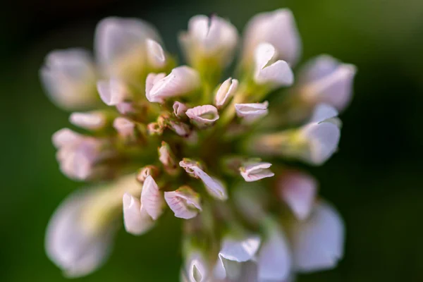 Trifolium Repens Fiore Che Cresce Campo — Foto Stock