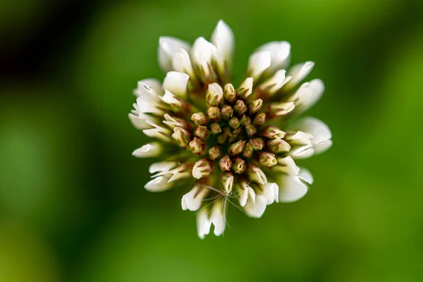 Trifolium Repens Fiore Nel Prato — Foto Stock