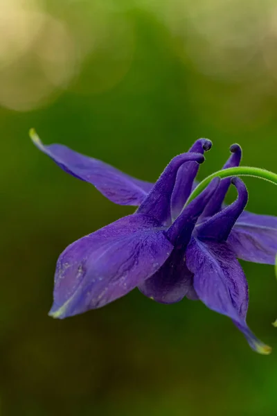 Цветы Aquilegia Nigricans Выращиваемые Поле Макро — стоковое фото