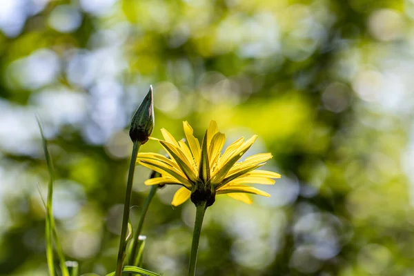 Tragopogon Pratensis Flor Crescendo Campo Close Atirar — Fotografia de Stock