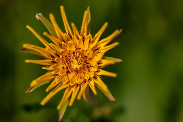 Tragopogon Pratensis Λουλούδι Στο Πεδίο Κοντινό Πλάνο — Φωτογραφία Αρχείου