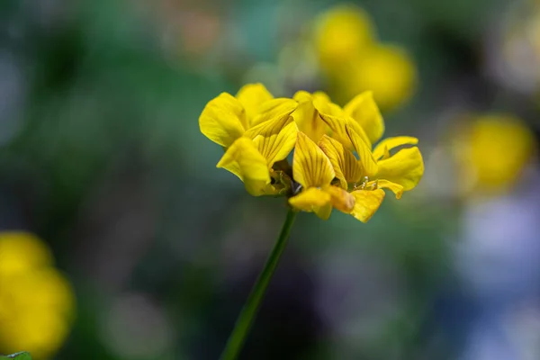 Lotus Corniculatus Blüte Auf Dem Feld — Stockfoto