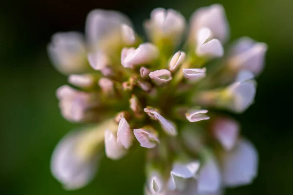 Trifólium Repens Virág Rét Közelről — Stock Fotó