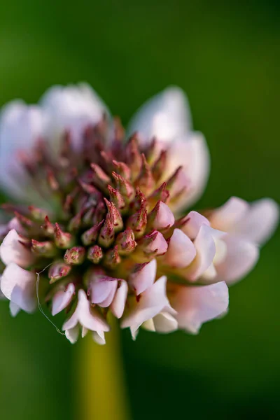 Trifólium Repens Virág Területen Makro — Stock Fotó