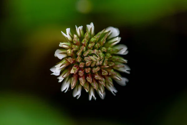 Trifolium Repens Kwiat Rośnie Polu Zbliżenie Pędu — Zdjęcie stockowe