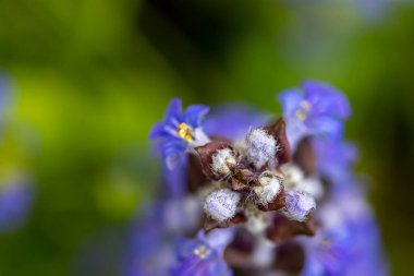 Ajuga sürüngenleri tarlada çiçek açıyor, yaklaşın.