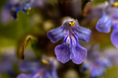 Ajuga sürüngenleri tarlada yetişiyor, makro