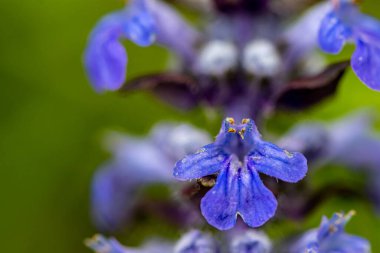 Ajuga sürüngenleri tarlada yetişiyor, yaklaşın.
