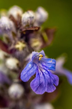 Ajuga sürüngenleri tarlada çiçek açıyor, yakın çekim.