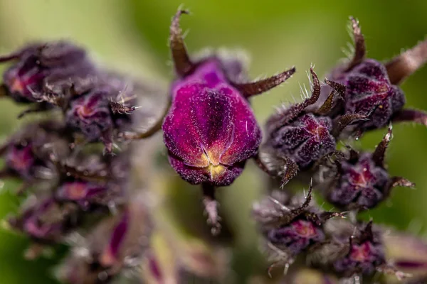 Symphytum Officinale Flower Field Macro — Stock Photo, Image