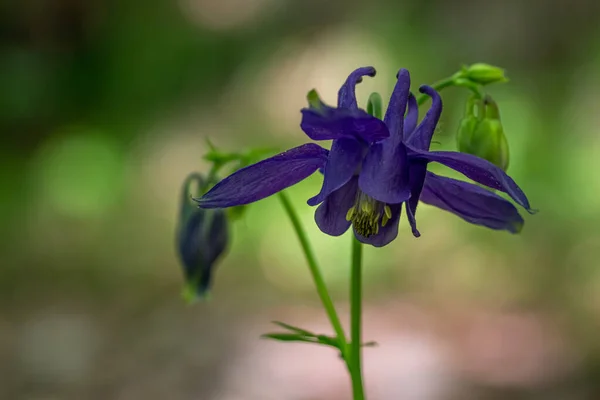 Aquilegia Nigricans Flor Creciendo Campo Brote Cerca —  Fotos de Stock