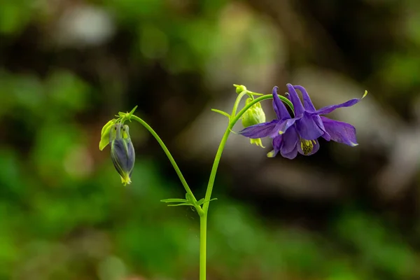 Aquilegia Nigricans Kwiat Rosnący Polu — Zdjęcie stockowe