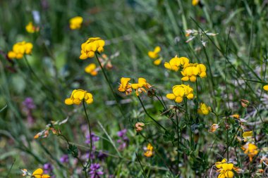 Nilüfer çiçeği tarlada yetişiyor.