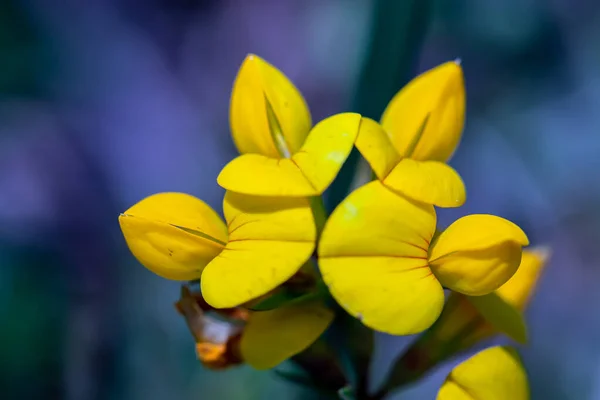 Lotus Corniculatus Λουλούδι Στο Πεδίο Κλείστε Επάνω — Φωτογραφία Αρχείου